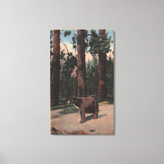 Toile Un ours Brown dans les bois (Recto)