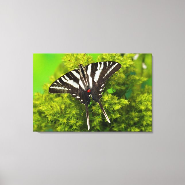 Toile Un papillon swallowtail nord-américain (Recto)