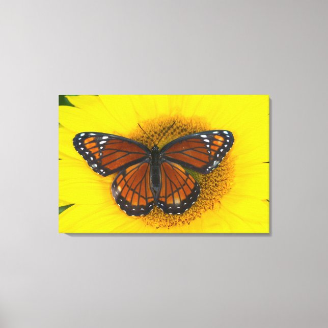 Toile Un papillon vice-roi | Limenitis Archippus (Recto)