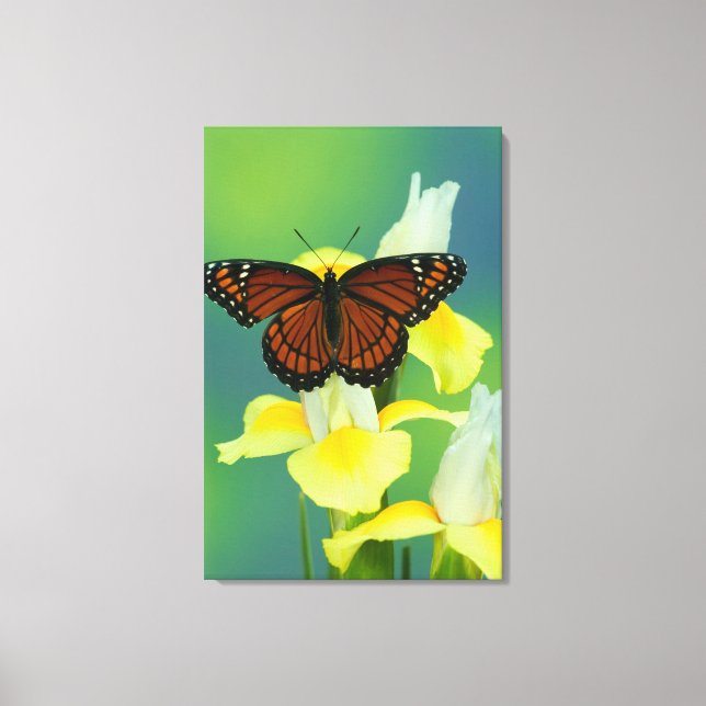 Toile Un papillon vice-roi sur un iris japonais jaune (Recto)