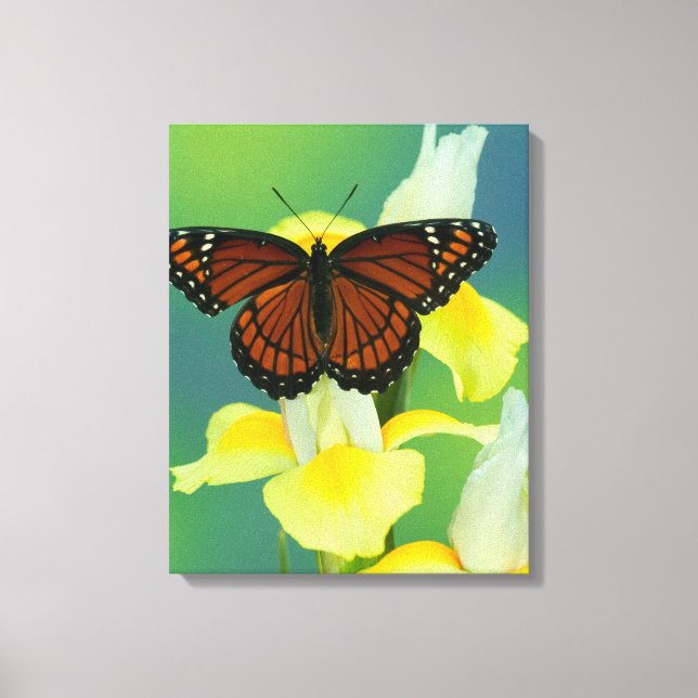 Toile Un papillon vice-roi sur un iris japonais jaune (Recto)