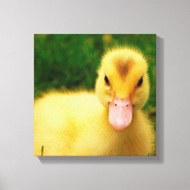 Toile Un Petit Canard (Recto)
