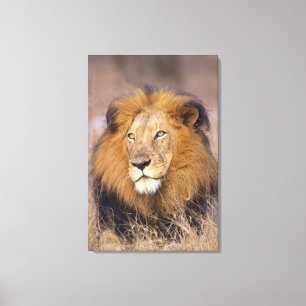 Toile Un portrait d'un Lion regardant au loin