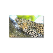 Un regard de léopard