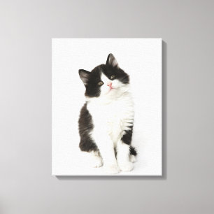 Toile Un regard se reposant de jeune chaton dans