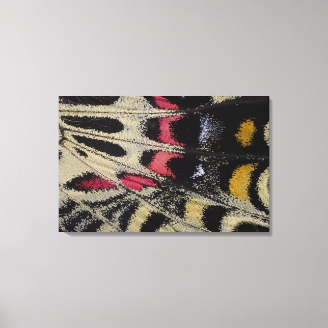 Toile Une aile sous les yeux gros plan Bhoutanitis mansf (Recto)