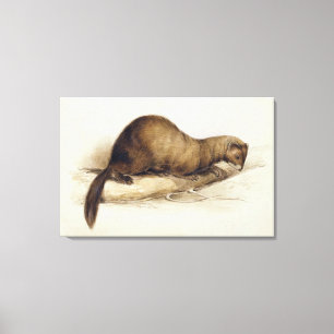 Toile Une belette, 1832 (la semaine, ove de stylo,
