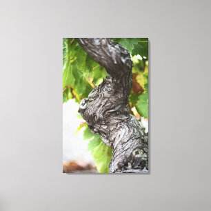 Toile Une branche d'une très vieille vigne avec des nœud