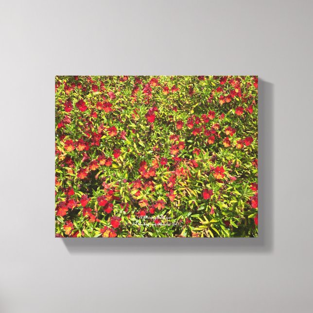 Toile Une Californie en fleurs : Mimulus 'Red' (Recto)