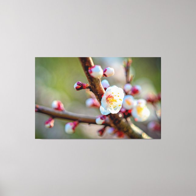 Toile Une composition florale de fleurs d'abricotier jap (Recto)