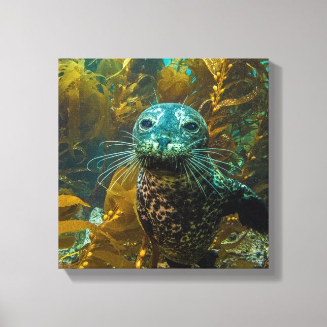 Toile Une Curieuse Forêt De Kelp De Phoque Portuaire | P (Recto)