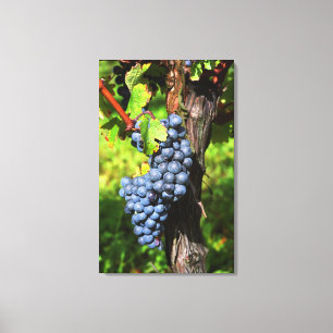 Toile Une grappe de raisins Merlot mûrs sur une vigne av