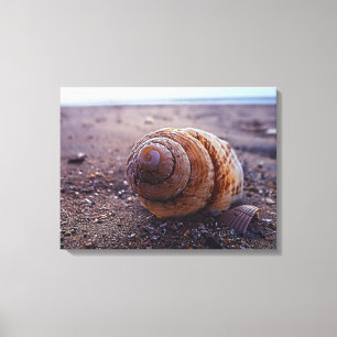 Toile Une macro vue de Shell en spirale