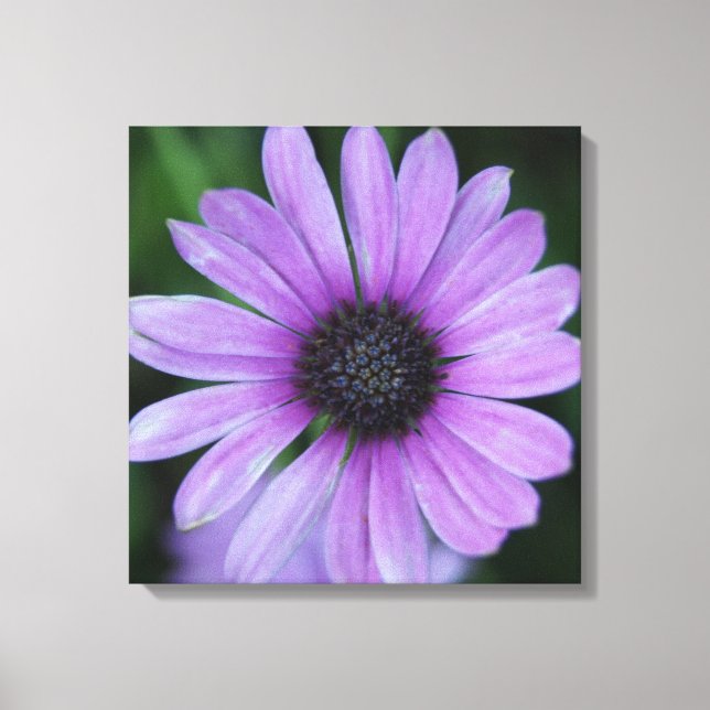 Toile Une marguerite pour toi ! (Recto)