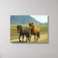 Une paire de poneys islandais Brown