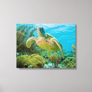 Toile Une tortue verte sur les récifs peu profonds de