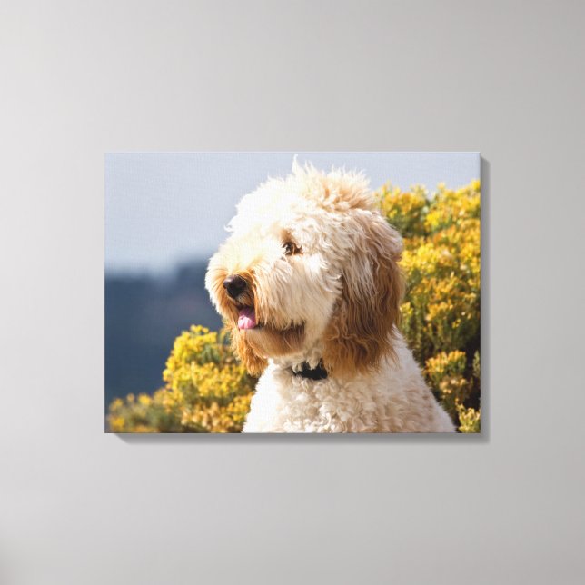 Toile USA, Californie. Portrait De Labradoodle 3 (Recto)