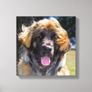 Toile USA, Californie. Portrait De Leonberger Assis
