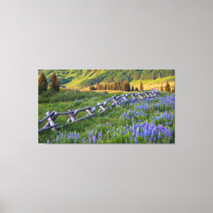 Toile USA, Colorado. Lupines et clôtures de rails