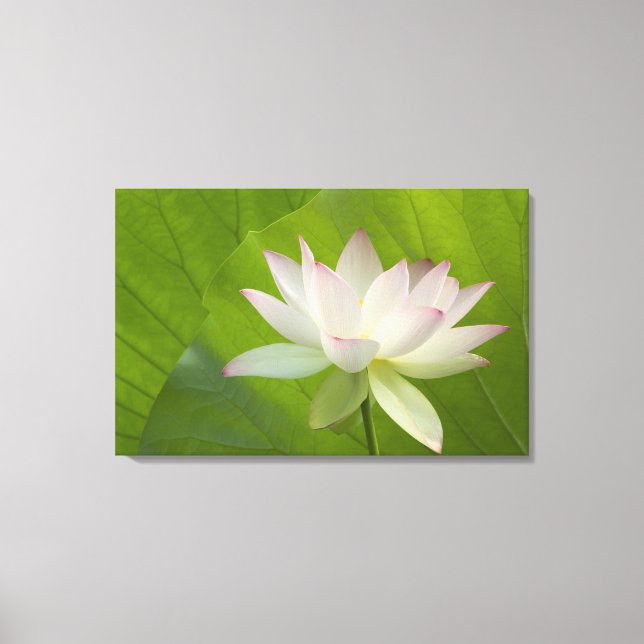 Toile USA, DC, Washington, Kenilworth Aquatic (Recto)