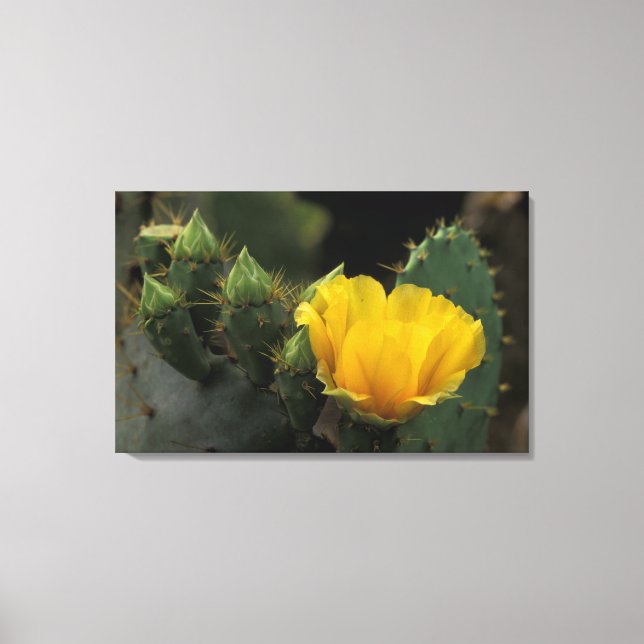 Toile USA, Texas, Prickly Pear Cactus en fleurs. (Recto)