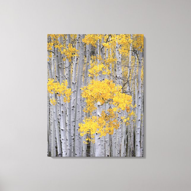 Toile UTAH. ÉTATS-UNIS. Tremblaie (Populus tremuloides)  (Recto)