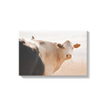 Vache Blanche Avec Petit Oiseau Sur Le Dos