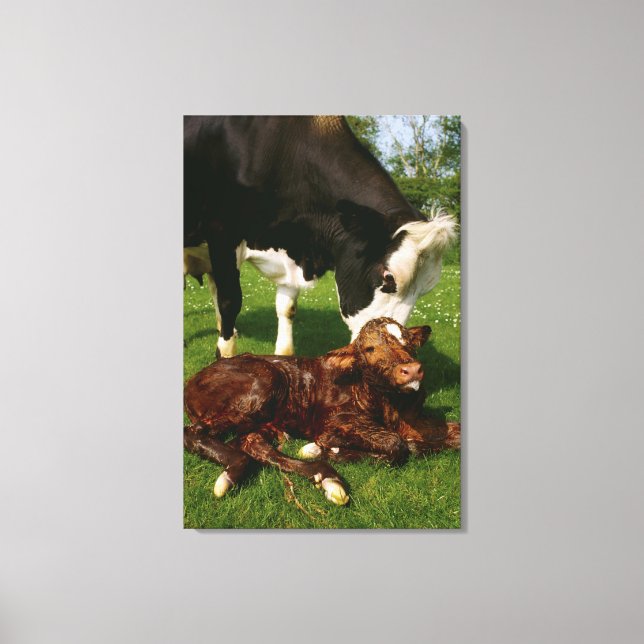 Toile Vache et veau nouveau-né (Recto)