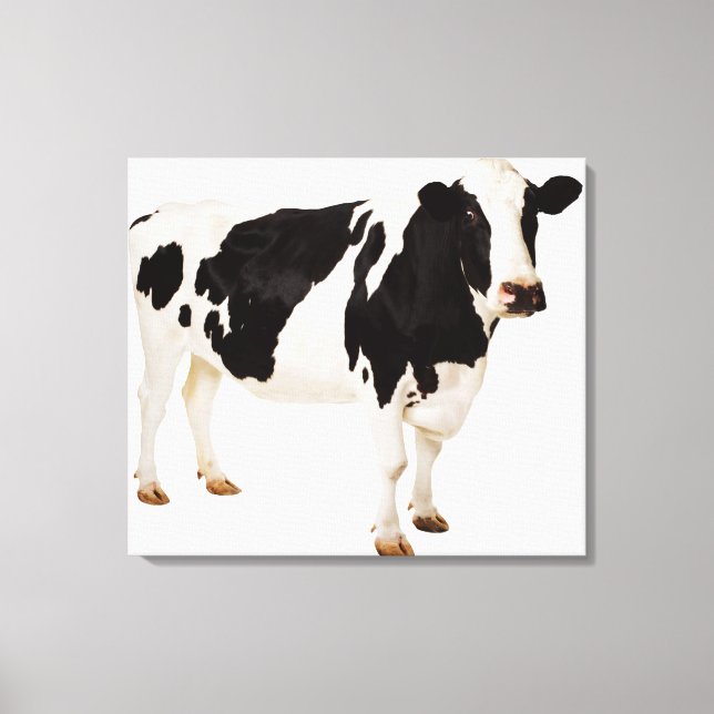 Toile Vache Holstein (Bos taurus) (Recto)