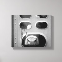 Vache Noire & Blanc Poing Son Nez À Travers 8x10