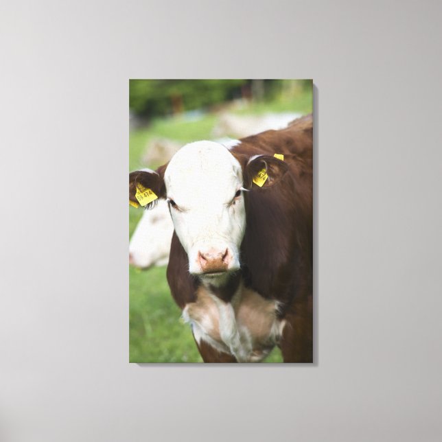 Toile Vaches dans le pâturage, gros plan (Recto)