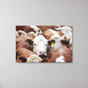 Toile Vaches dans un corral