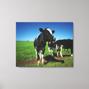 Toile Vaches du Holstein dans un domaine