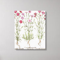 Variété de Dianthus, du "Hortus Ey"