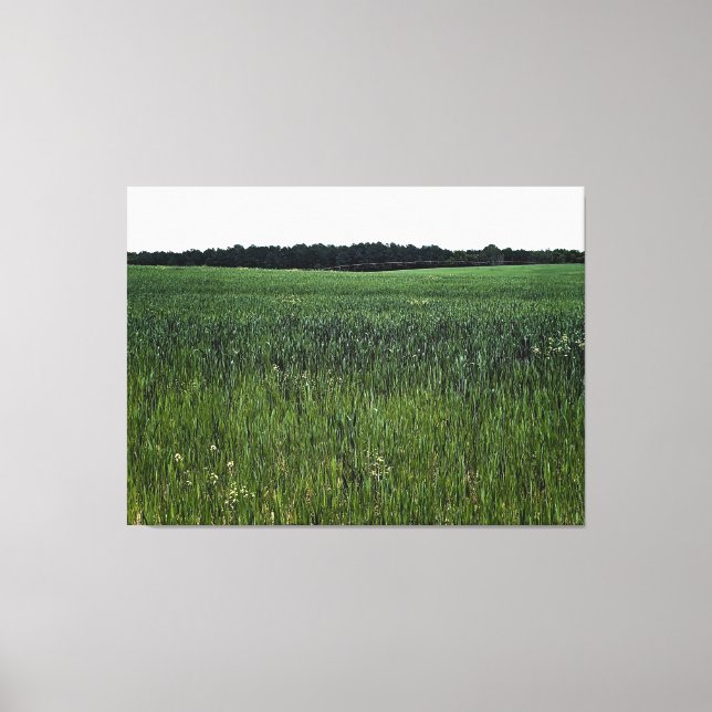 Toile Vaste Champ Vert sous un Ciel Clair (Recto)