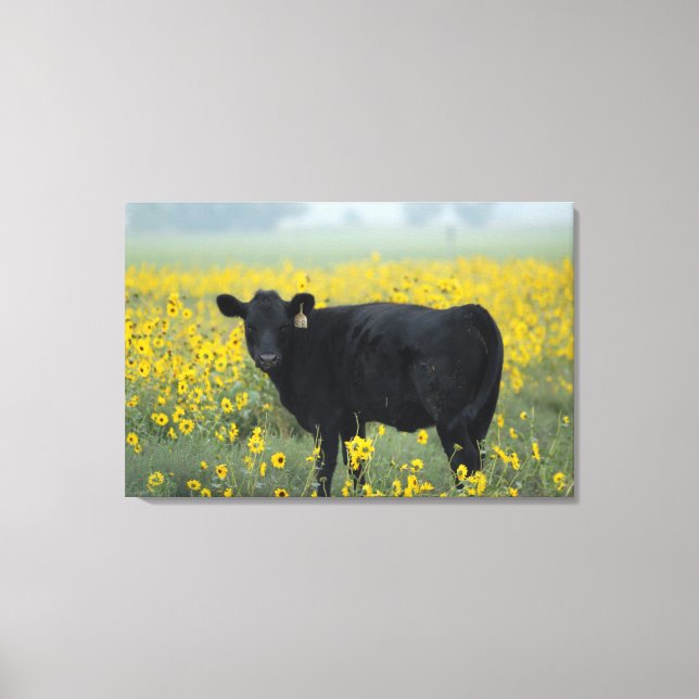 Toile Veau noir dans un champ de tournesols (Recto)
