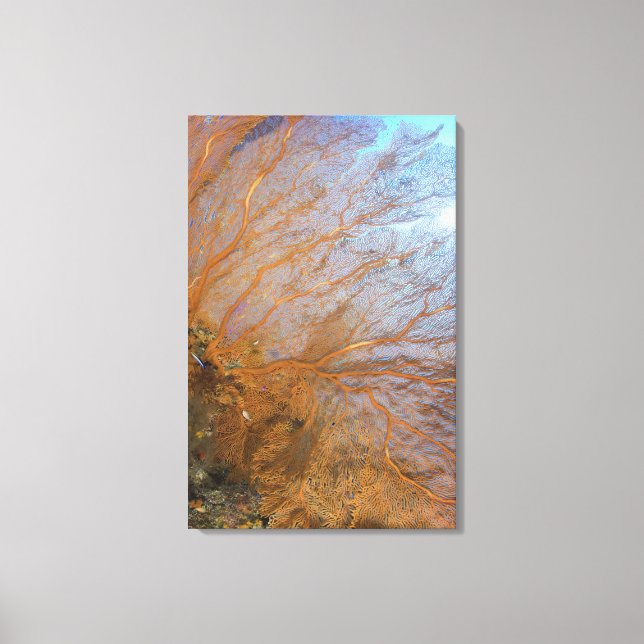 Toile Ventilateur géant gorgonien (Plexauridae sp.) (Recto)