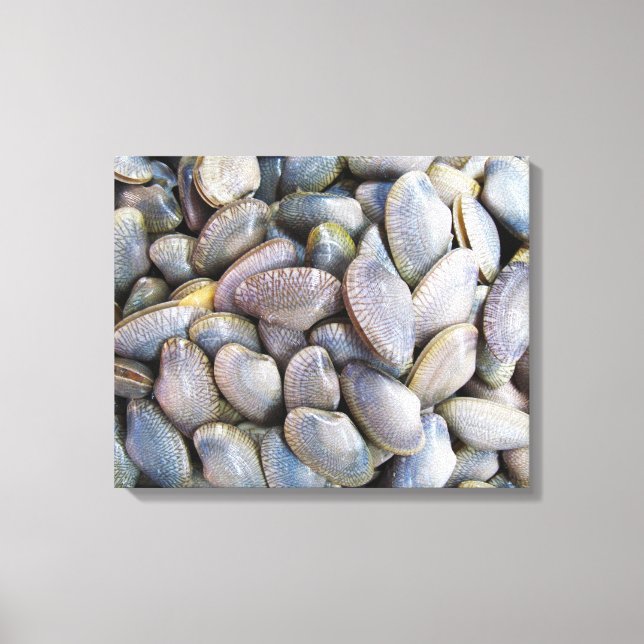 Toile Venus Clam [ห อ ย ล า ย] (Recto)