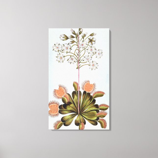 Toile Vénus Piège à mouches, plaque 84, de 'Collection P (Recto)