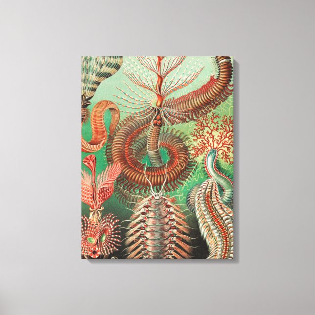 Toile Vers, Annélides Chaetopoda par Ernst Haeckel (Recto)