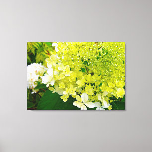 Toile Vert Chartreuse, Hydrangea Limelight,