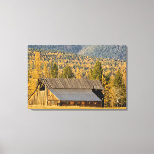 Toile Vieille grange en bois avec des tamaracks