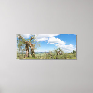 Toile Vieux oliviers dans un paysage toscan