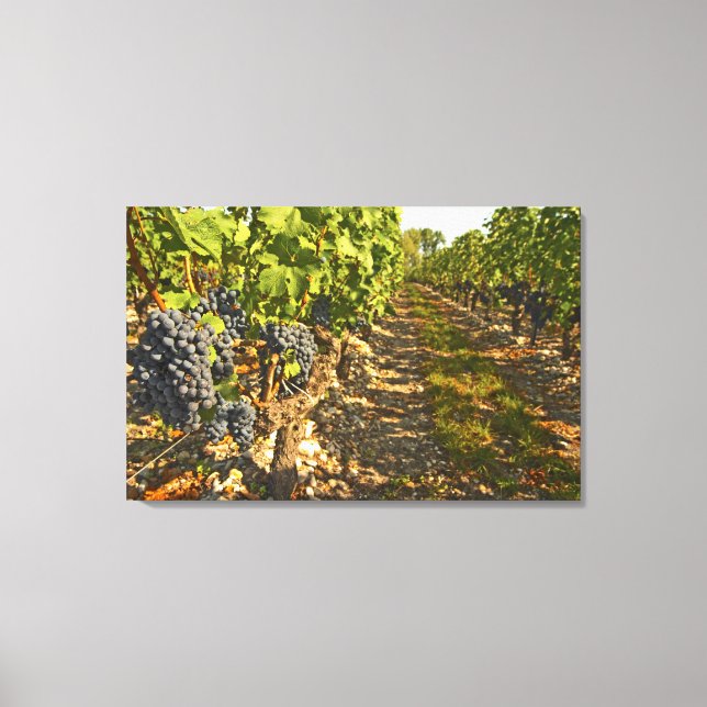 Toile vignes de Cabernet Sauvignon alignées dans le (Recto)