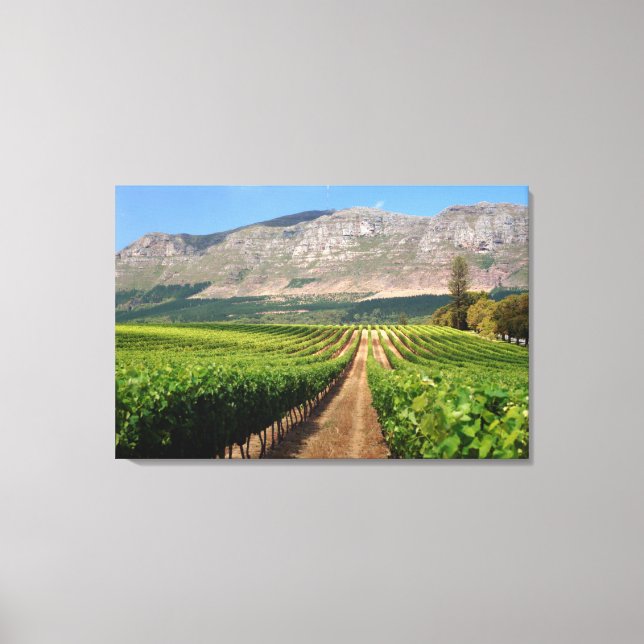 Toile Vignobles du domaine viticole Groot Constantia (Recto)