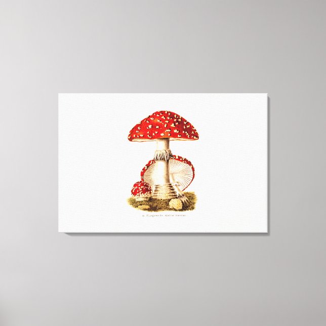 Toile Vintage 1800s Champignons rouges Modèle (Recto)