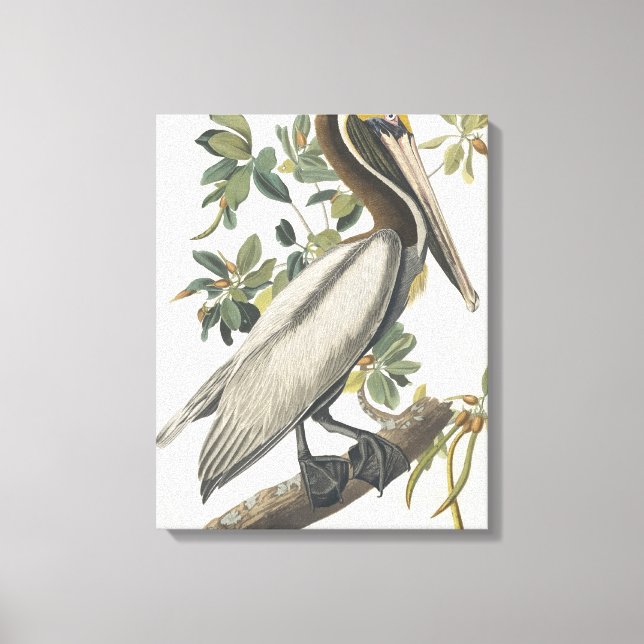 Toile Vintage Audubon Brown Pelican Art (Recto)
