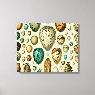 Toile Vintage Bird Eggs French Fish Egg