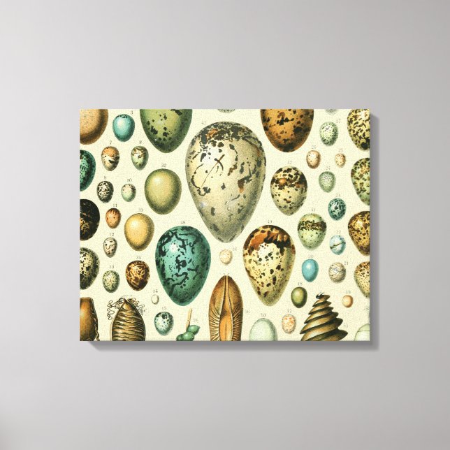 Toile Vintage Bird Eggs French Fish Egg (Recto)