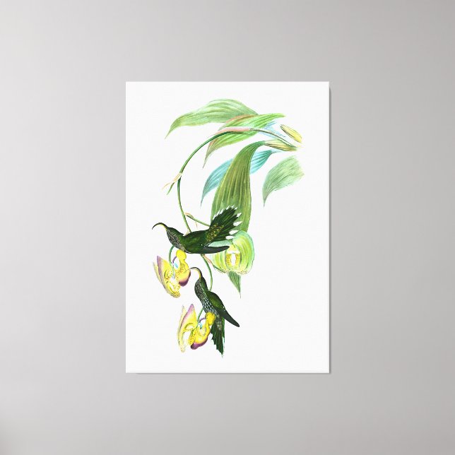 Toile Vintage Green Sickle Bill Hummingbird (Recto)